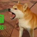 赌狗的心酸历程-博彩策略网-博彩技巧网-博彩论坛